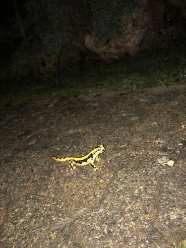 a yellow and black lizard running on the ground at "La clé dorée" Chalet mitoyen avec jardin et -WIFI- in Cauterets