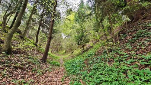 a dirt path in a forest with trees at Poiana Bucovat in Gura Humorului