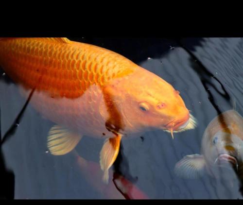 a goldfish in the water looking at another fish at HotTub-Nature-FamilyFriendly-WiFi-Parking in Ballykelly