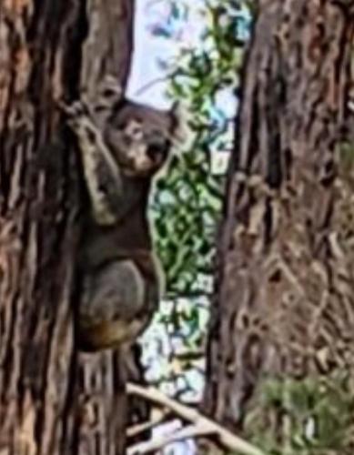 a statue of a monkey hanging from a tree at Gilbert rise in Boolarra