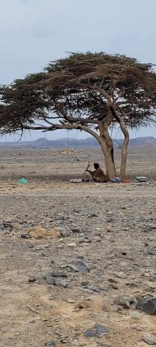 a camel laying under a tree in the desert at Apadi camp in Port Ghalib