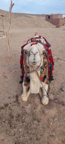 a statue of a camel sitting in the desert at Apadi camp in Port Ghalib
