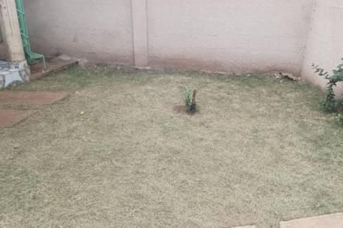 a plant is growing in the corner of a yard at Mag home in Porto-Novo