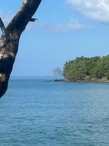 a tree with a view of the ocean at la Désirade in Sainte-Luce