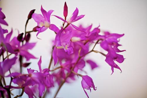 a bunch of purple flowers in a vase at Casa de la Real Aduana Boutique Hotel in Pátzcuaro