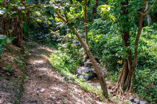 a trail in the middle of a forest with trees at Hacienda Posada de Amor in Maunabo