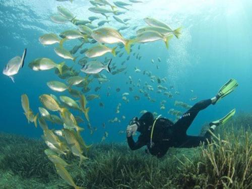 a person taking a picture of a group of fish at Charmant séjour au cœur des vignes de Banyuls in Banyuls-sur-Mer