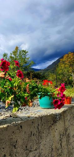 a group of flowers sitting on a ledge at Guest house "Soulmate" in Ambrolauri