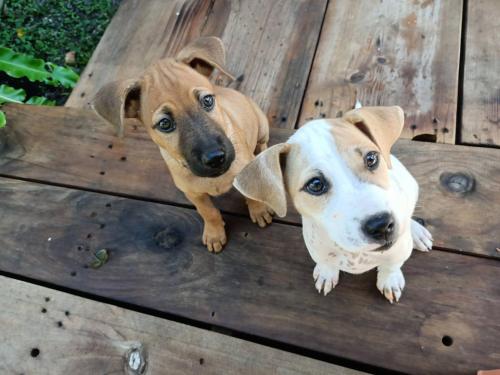 two dogs are standing on a wooden bench at 十畝田山莊會館 in Chishang
