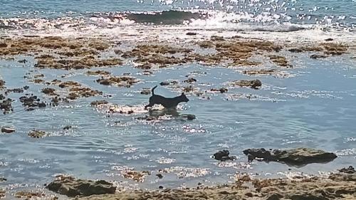 a dog walking in the water on the beach at Fare Mama Fenua plage baleines Moorea Temae in Teavaro