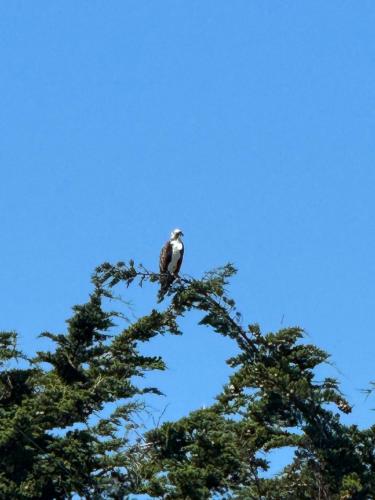 a bird perched on the top of a tree at Ocean and Sunset Views - Cliff Side Cottage in Bodega Bay