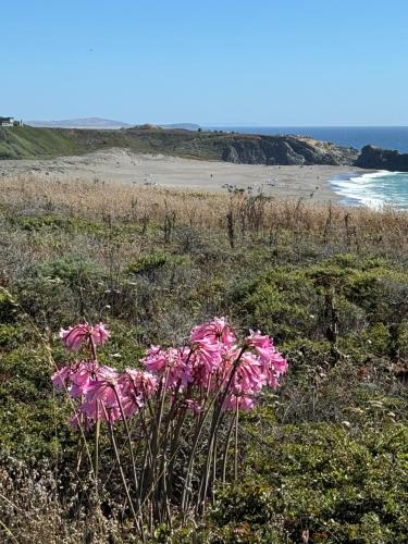 a bunch of pink flowers in the grass near a beach at Ocean and Sunset Views - Cliff Side Cottage in Bodega Bay