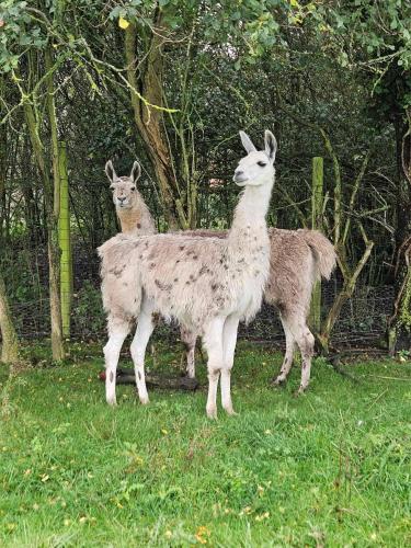 three llamas standing in the grass near a fence at Gite lapins in Fromelles