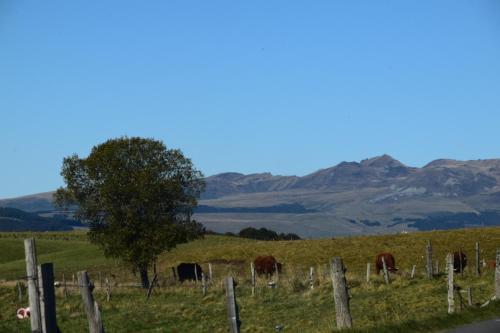 Les Marmottes de Murol