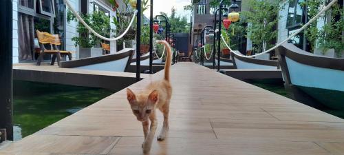 Domácí mazlíčci ubytovaní s hosty v ubytování Coco Bungalows Hoi An