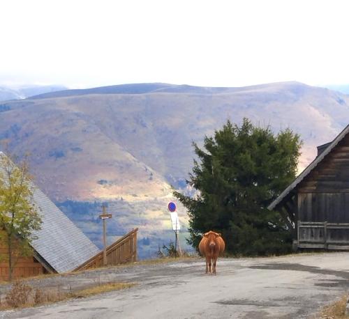 una vaca caminando por una calle cerca de un edificio en Les Chalets de Mel, en Saint-Lary-Soulan
