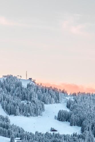 une colline enneigée avec des arbres et une piste de ski dans l'établissement Chalet Mont d'Arbois Ski et Golf, à Megève