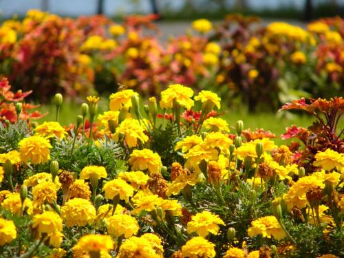 a field of yellow flowers in a garden at Crown Fort Club in Sveti Vlas