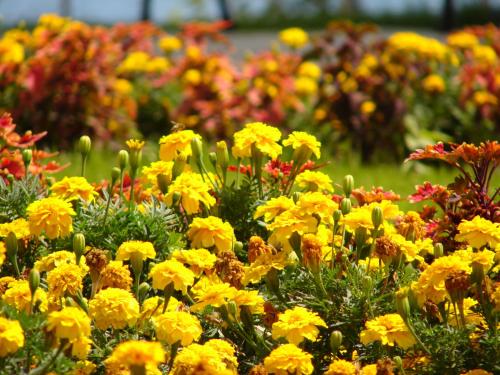 um campo de flores amarelas num jardim em Crown Fort Club em Sveti Vlas