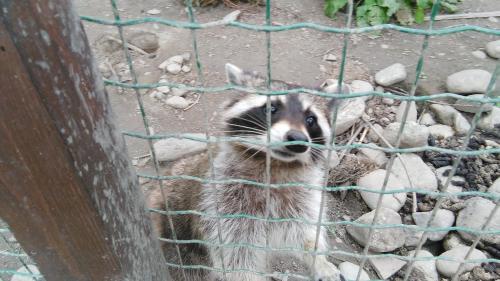 Zvířata v apartmánu nebo okolí