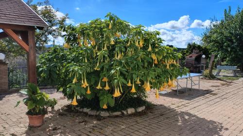a banana tree with yellow bananas hanging from it at La Quiete in Montenero di Bisaccia
