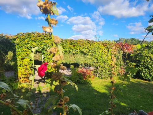 a garden with an arch covered in ivy at Holiday home with garden in Helsingborg
