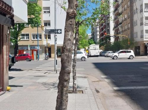 een boom aan de zijkant van een stadsstraat bij Travel ART! in Mar del Plata