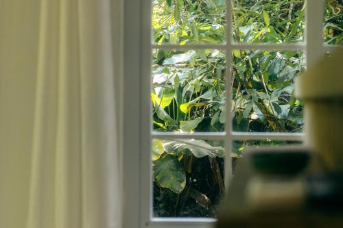 a window with a view of a green plant at Casa de Mono Bocas in Big Creek