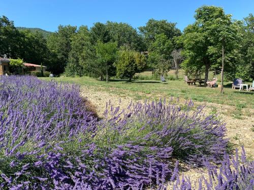 a field of purple flowers with a picnic table in the background at Lou Souleu in Sisteron