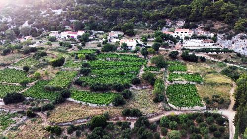 an aerial view of a field of green plants at Apartman Dani in Orebić