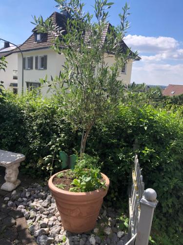 a potted tree in a pot in front of a house at Gemütliches Apartment in bester Lage in Neheim in Arnsberg