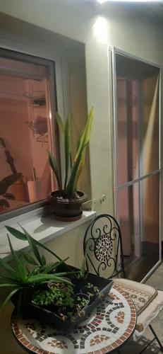 a dining room table with a potted plant on a shelf at Fehér-kék hibiszkusz in Páka