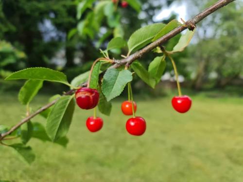 a bunch of cherries hanging on a tree branch at Wellwood Manor in Pitlochry