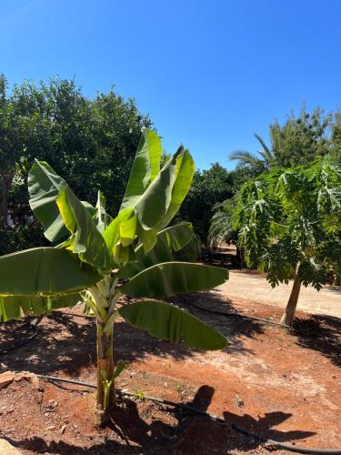a banana tree in the middle of a field at Erini Villa in Protaras