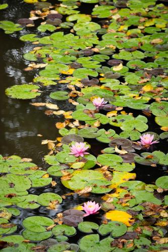a group of water lilies with pink flowers and leaves at Johanca in Obrov