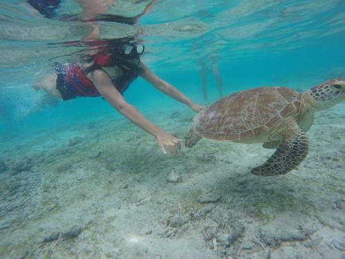 a woman is touching a sea turtle in the water at Suci's Friendly Apartments in Mataram