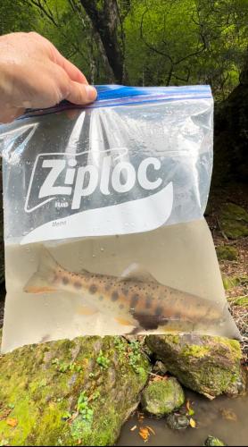 a fish in a zippo bag on a table at ファミリー仲良しグループ向け一棟貸切の宿ともだちハウス in Chichibu