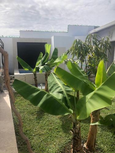 una piccola pianta verde davanti a un edificio di Casa Bella Suit a Salinas