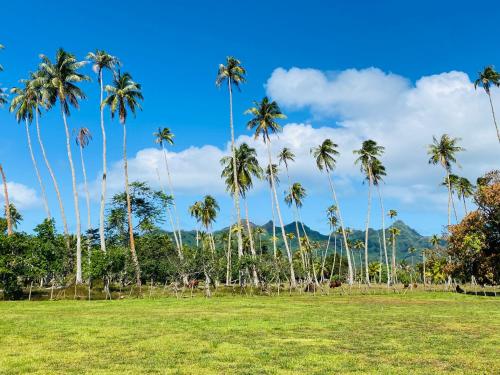 a group of palm trees in a field at Huahine Serenity Cottage in Maroe