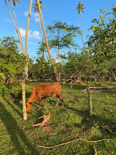 a brown cow grazing in a field with palm trees at Huahine Serenity Cottage in Maroe