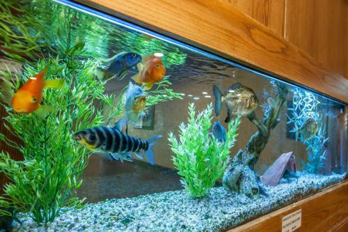 a aquarium with many different types of fish in it at Quality Inn Conference Center Logansport in Logansport