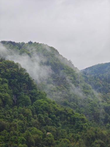 a misty hillside with trees and clouds on it at Lucky Praised Scenery Hotel in Zhangjiajie