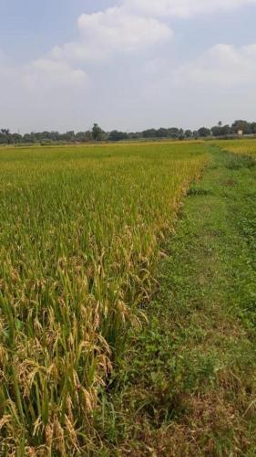 a field of green grass with a dirt road at Shruthi's Aarohi-Nature's Retreat Homestay in Kannur