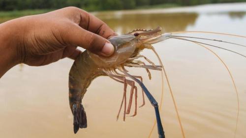 a person holding a large shrimp in their hand at Shruthi's Aarohi-Nature's Retreat Homestay in Kannur