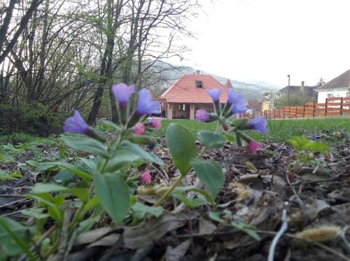 a group of purple flowers in front of a house at Hollós-patak Vendégház in Komlóska