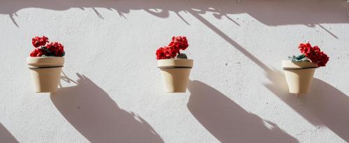 three potted plants on a white wall at Hotel Cetina Casa de Aguilar in Córdoba