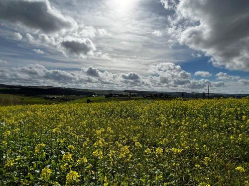 a field full of yellow flowers under a cloudy sky at Ferienwohnung in der Jeeßjass in Bleialf