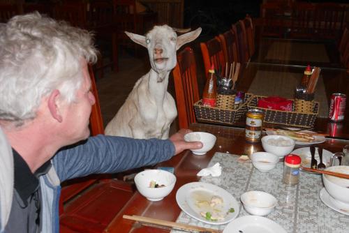 um homem sentado numa mesa ao lado de uma cabra em Ninh Binh Valley Homestay em Ninh Binh