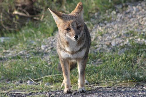 a coyote standing on a field of grass at Hualcupen Complejo in Copahue