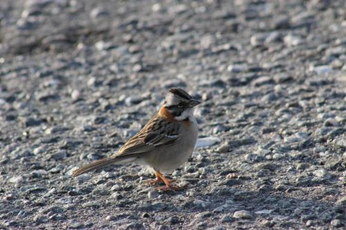 a small bird standing on the ground at Hualcupen Complejo in Copahue